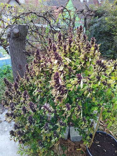 Growreport Bild 4