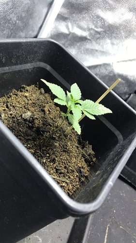 Growreport Bild 4