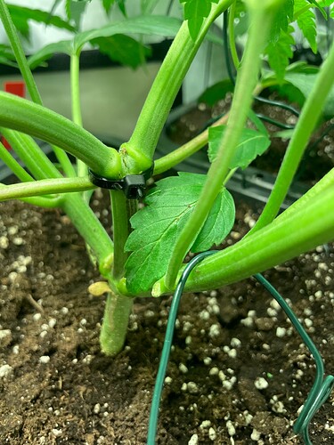 Growreport Bild 25