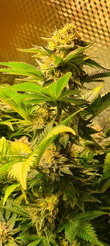 Eine blühende Cannabispflanze mit dichten, harzigen Blütenständen und grünen Blättern, beleuchtet von warmem Licht.
