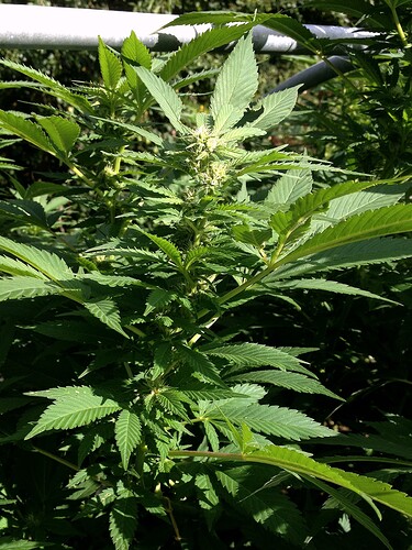 Growreport Bild 17