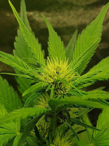 Growreport Bild 12