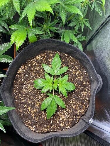 Growreport Bild 5