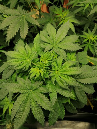 Growreport Bild 12