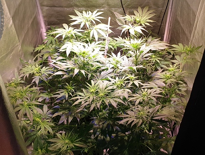 Growreport Bild 1