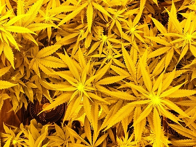Growreport Bild 43