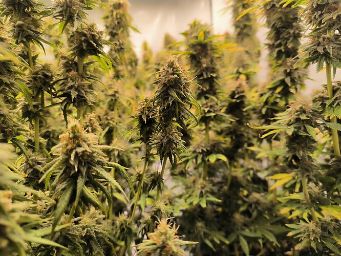 Growreport Bild 23