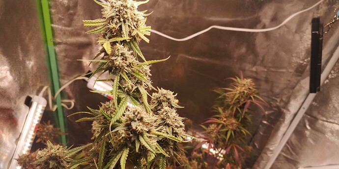 Growreport Bild 3