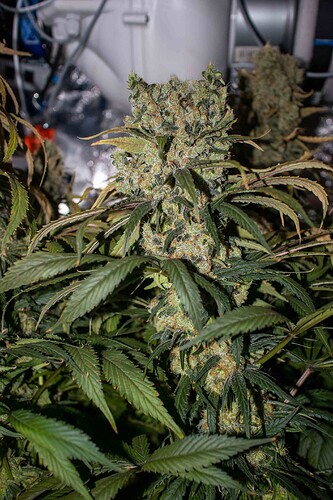 Growreport Bild 18