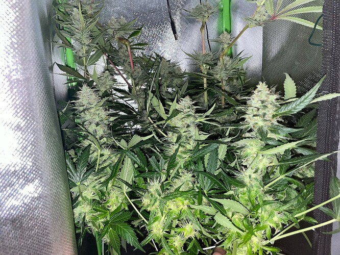 Growreport Bild 9