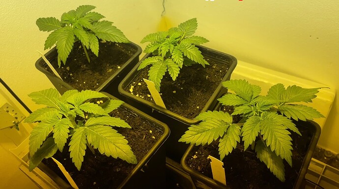 Growreport Bild 6