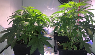 Growreport Bild 1