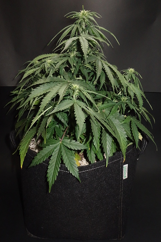Growreport Bild 10