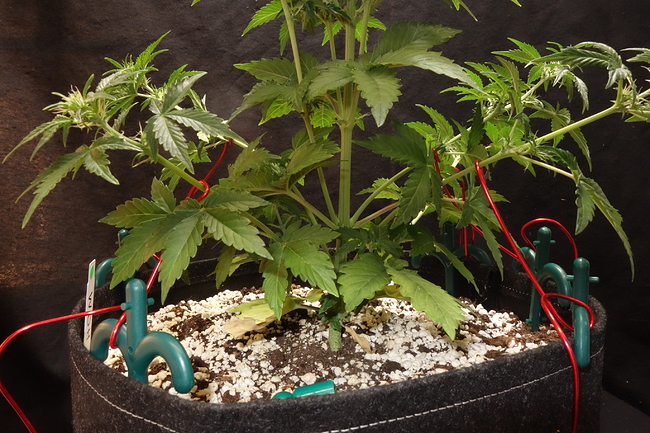 Growreport Bild 50