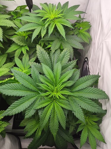 Growreport Bild 12