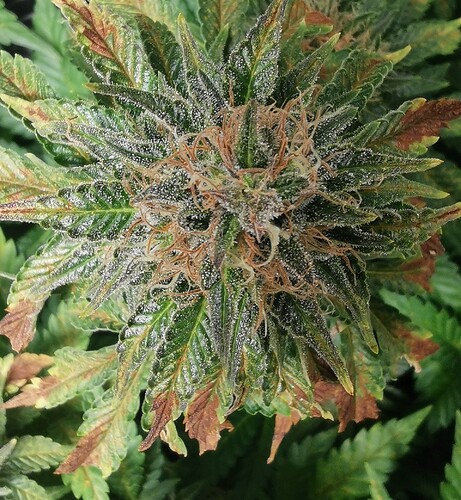 Growreport Bild 6