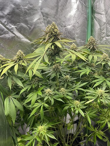 Growreport Bild 5