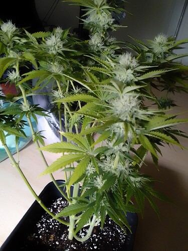 Growreport Bild 4