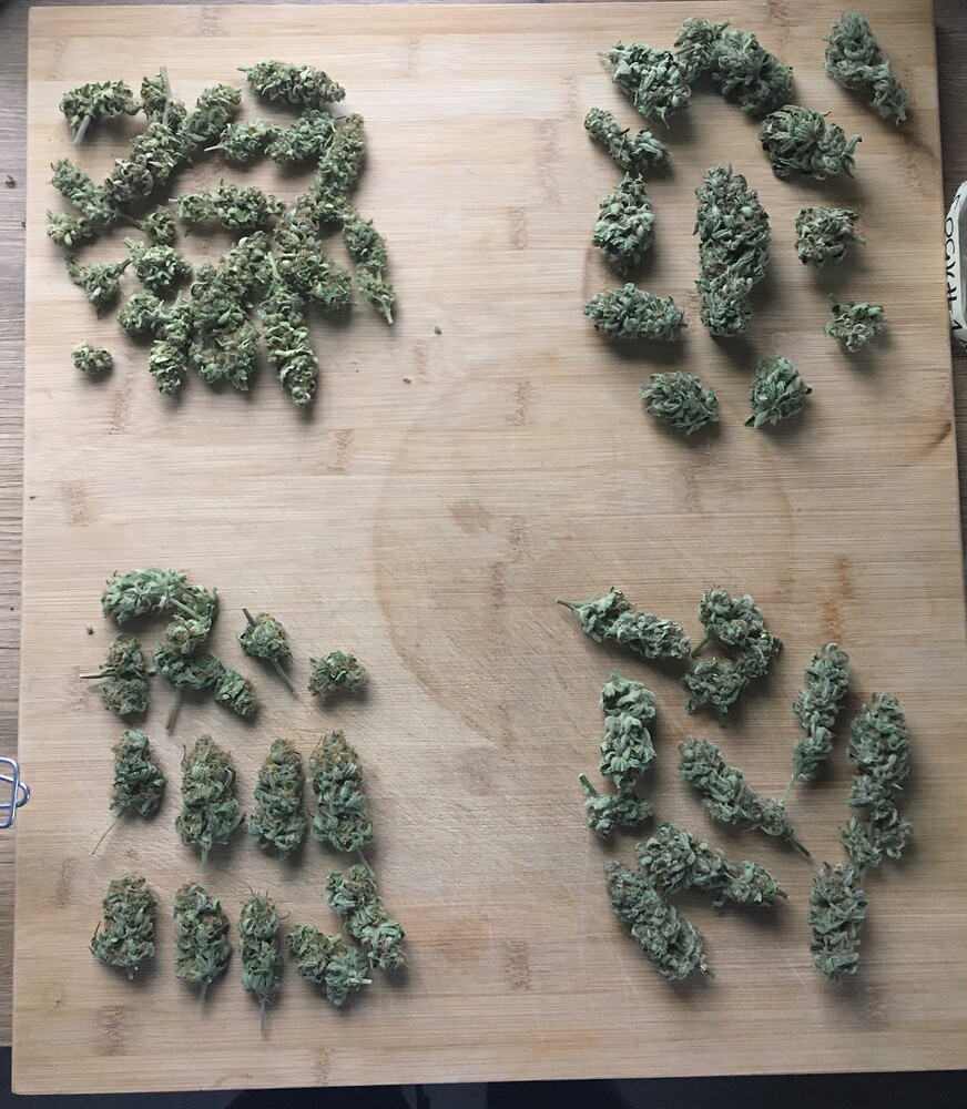 Super OG Kush & Sativa Dream 🤩 mit FLOrganics in 6L Töpfe!