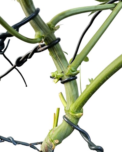 Growreport Bild 11