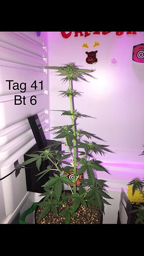 Growreport Bild 4