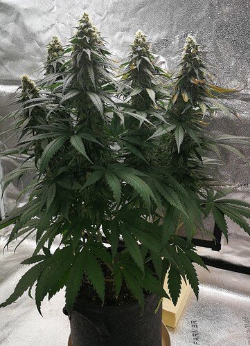 Growreport Bild 13