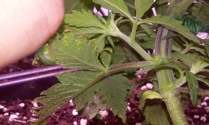 Growreport Bild 7