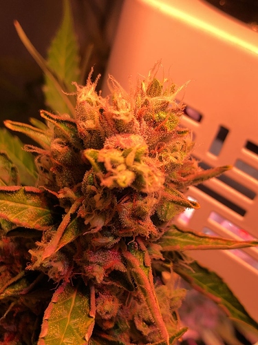 Growreport Bild 15
