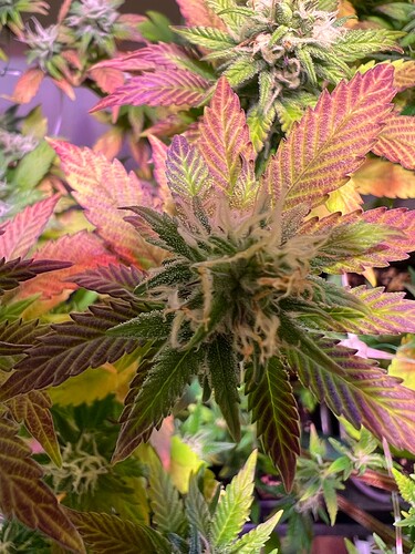 Growreport Bild 12