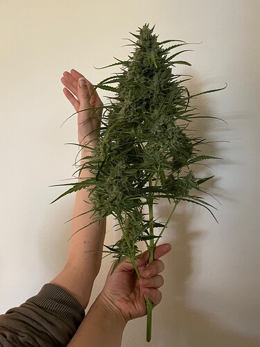 Growreport Bild 23