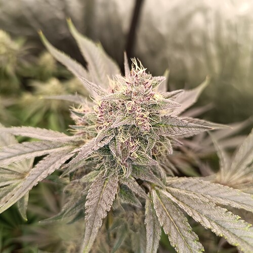 Growreport Bild 13
