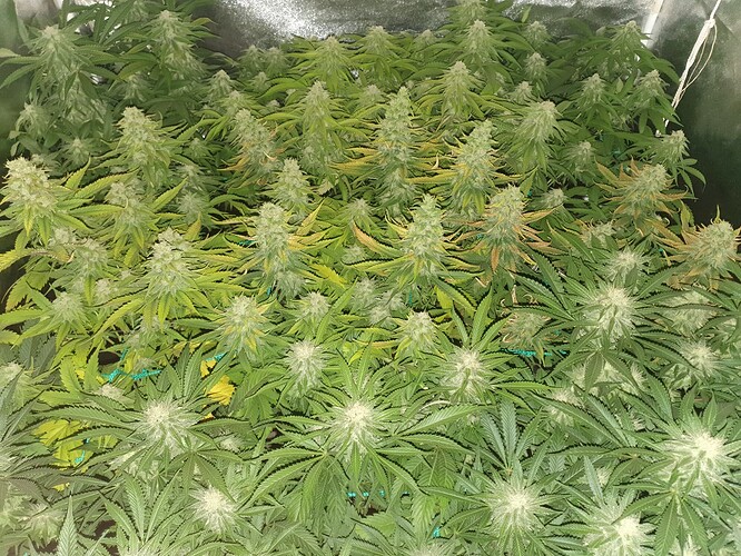 Growreport Bild 7