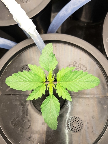 Growreport Bild 5
