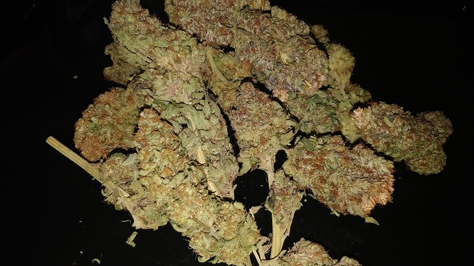 Growreport Bild 6
