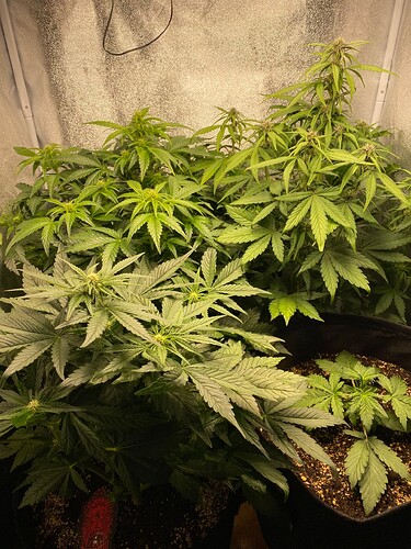 Growreport Bild 6