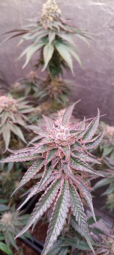Growreport Bild 3