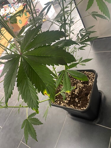Growreport Bild 29