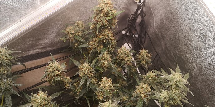 Growreport Bild 5
