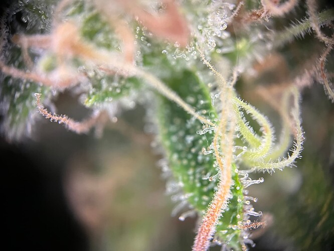 Growreport Bild 51