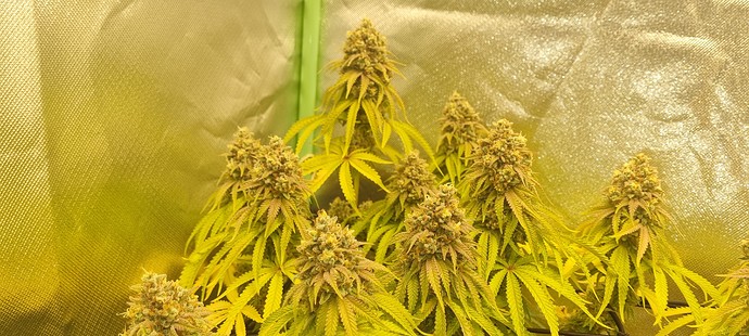 Growreport Bild 2
