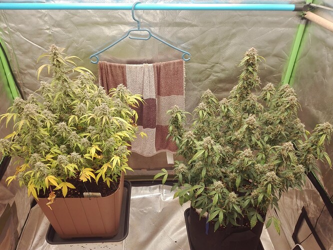 Growreport Bild 2