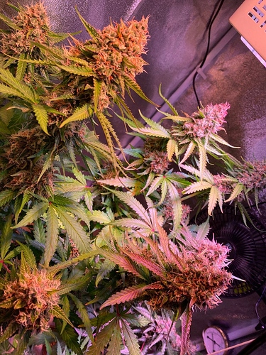 Growreport Bild 57