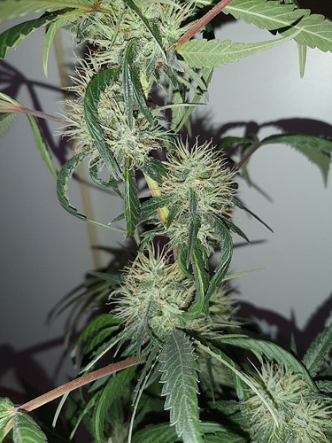 Growreport Bild 3
