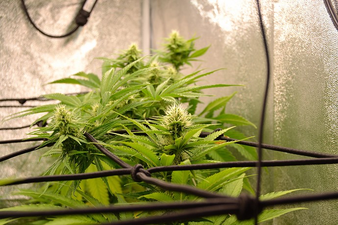 Growreport Bild 1