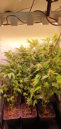 Growreport Bild 10