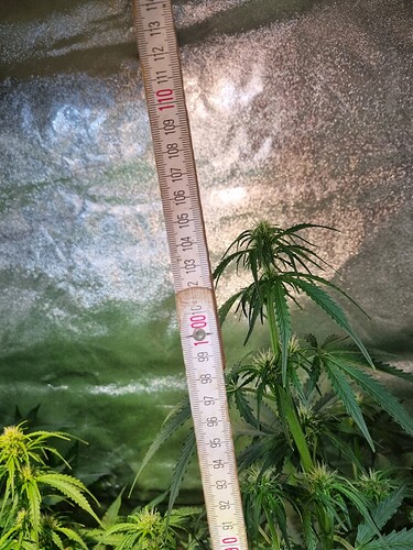 Growreport Bild 7