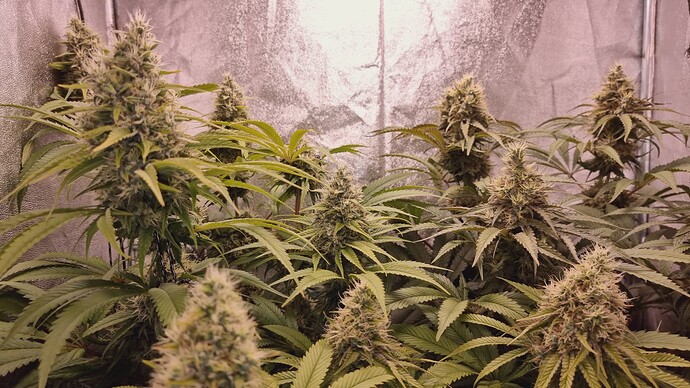 Growreport Bild 8