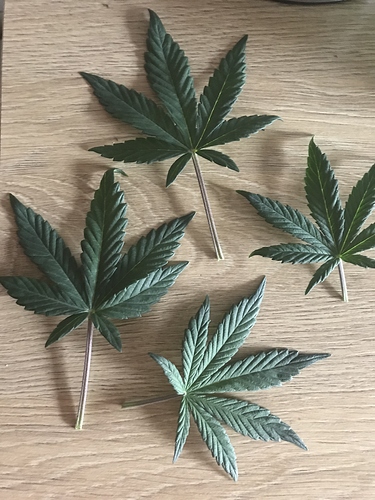 Growreport Bild 4