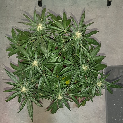 Growreport Bild 5