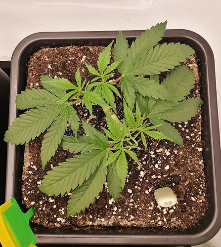 Growreport Bild 8